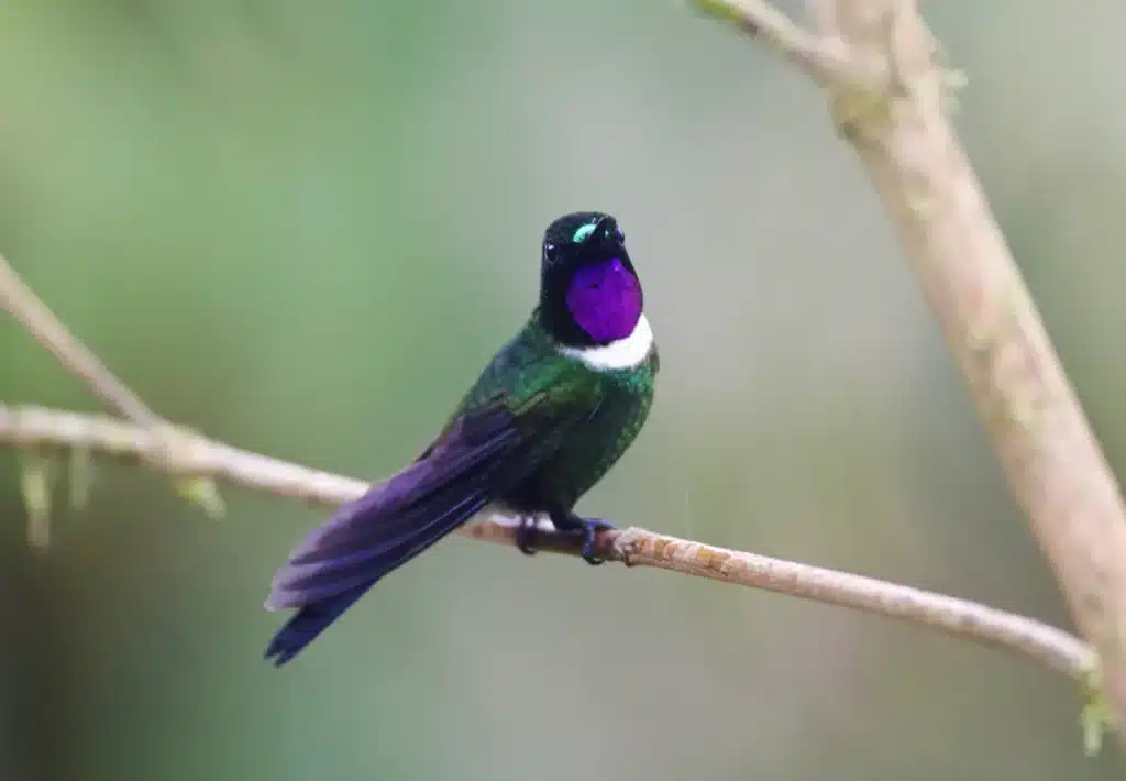 Gorgeted Sunangels on a Tree Branch 