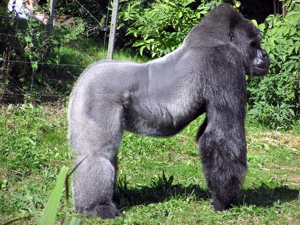 An Adult Silverback Gorilla