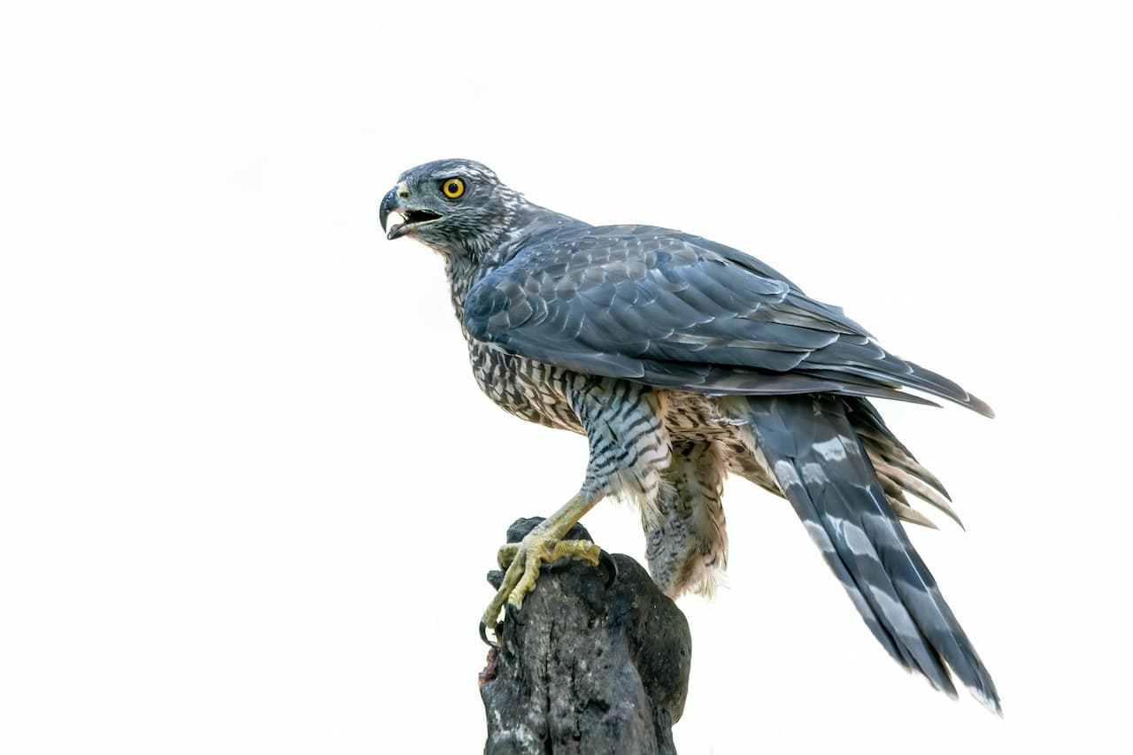 A Goshawks Standing On The Top Of A Wood