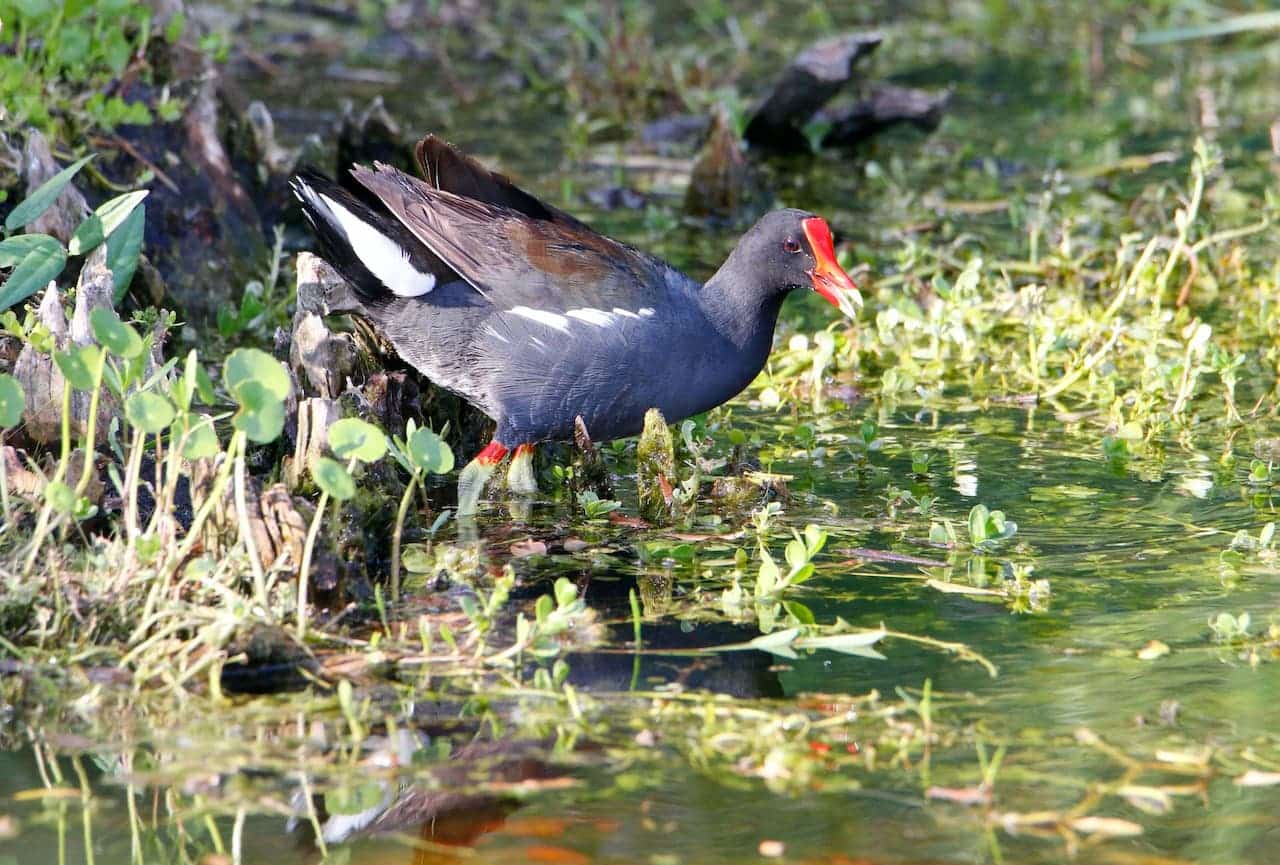 Gough Moorhens searching for food in the lake