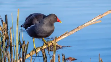 Gough Moorhens Perched on a Branch