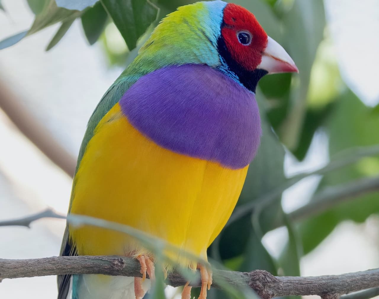A colourful Gouldian Finch resting on the branches.
