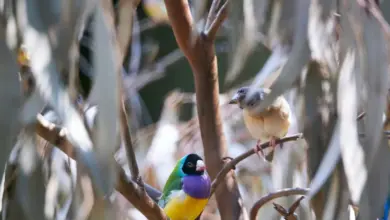 Gouldian Finches Resting On The Branch