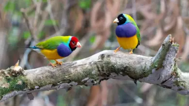 The Gouldian Finches Perched On The Tree