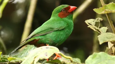 Grass Green Tanager Searching For Prey