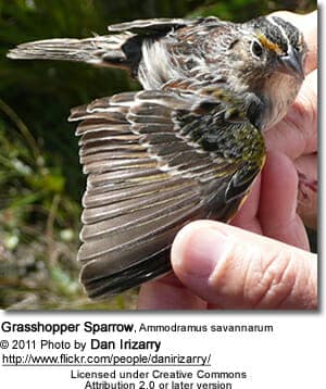 Grasshopper Sparrow, Ammodramus savannarum