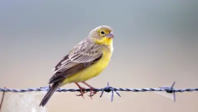 Grassland Yellow Finches Perched on a Wire Steel