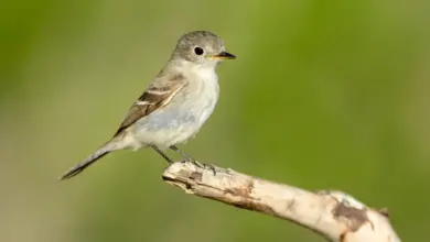 Gray Flycatchers Perched on a Tree Branch