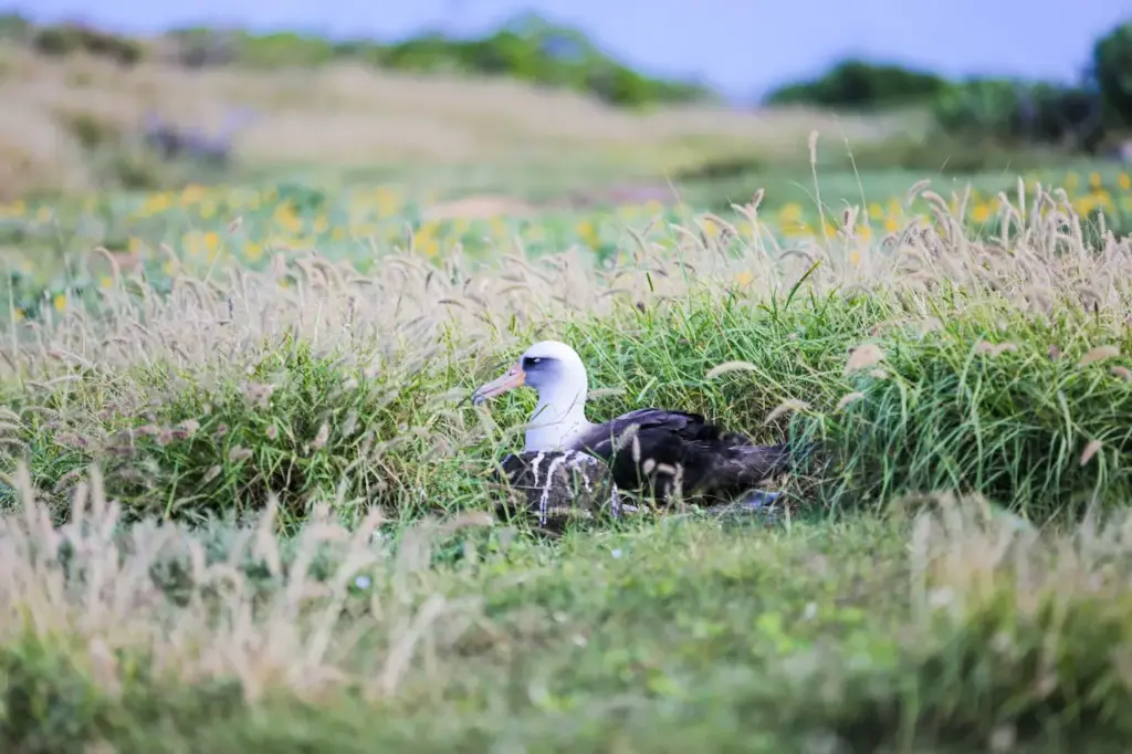 The Great Albatross in the Green Grass