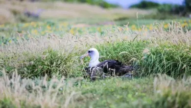 The Great Albatross in the Green Grass