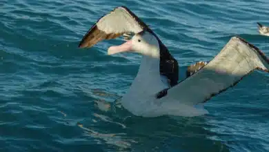 Great Albatrosses