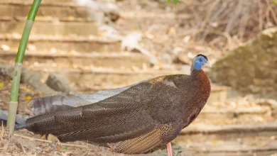 Great Argus Pheasants on the Ground