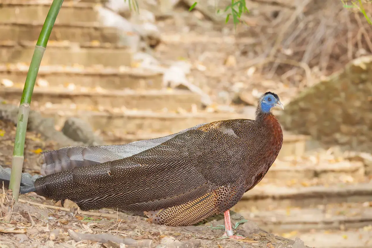 Great Argus Pheasants Image 