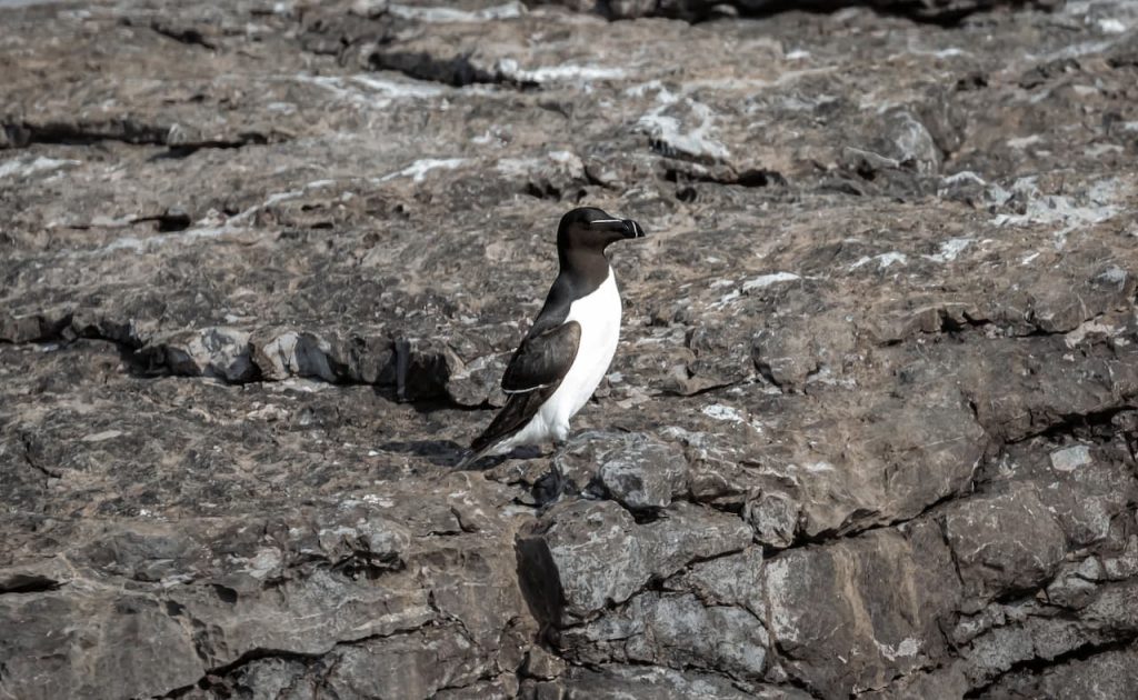 Great Auks Standing On The Solid Rock
