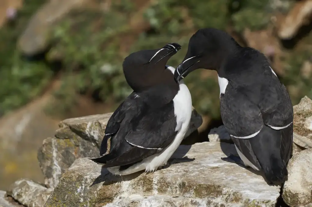 Two Great Auks on the Rocks 