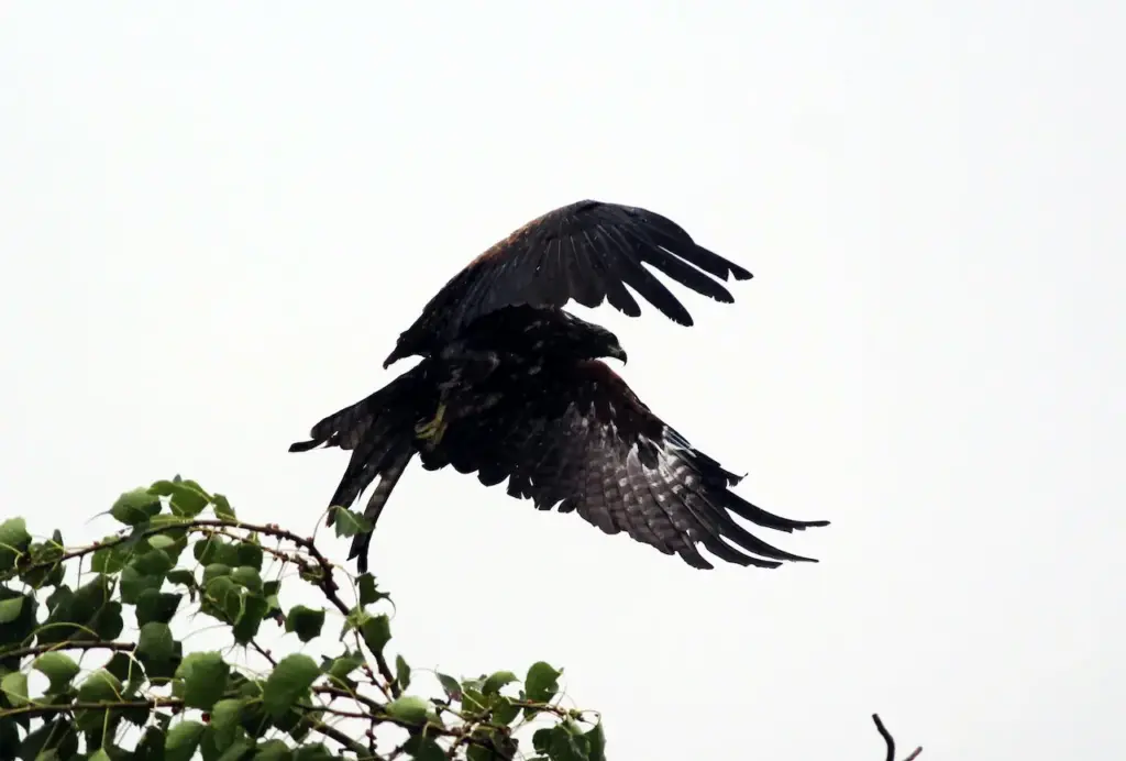 A Great Black Hawk is on Flight