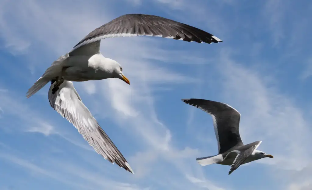 Great Black-backed Gulls is on Flight 