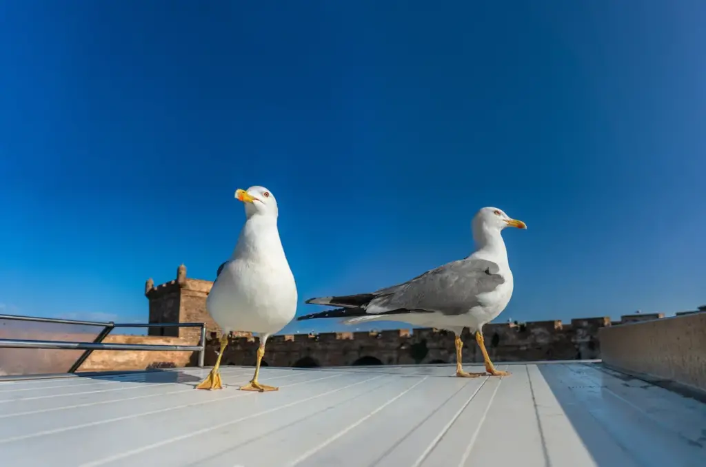 Great Black-backed Gulls On The Roof