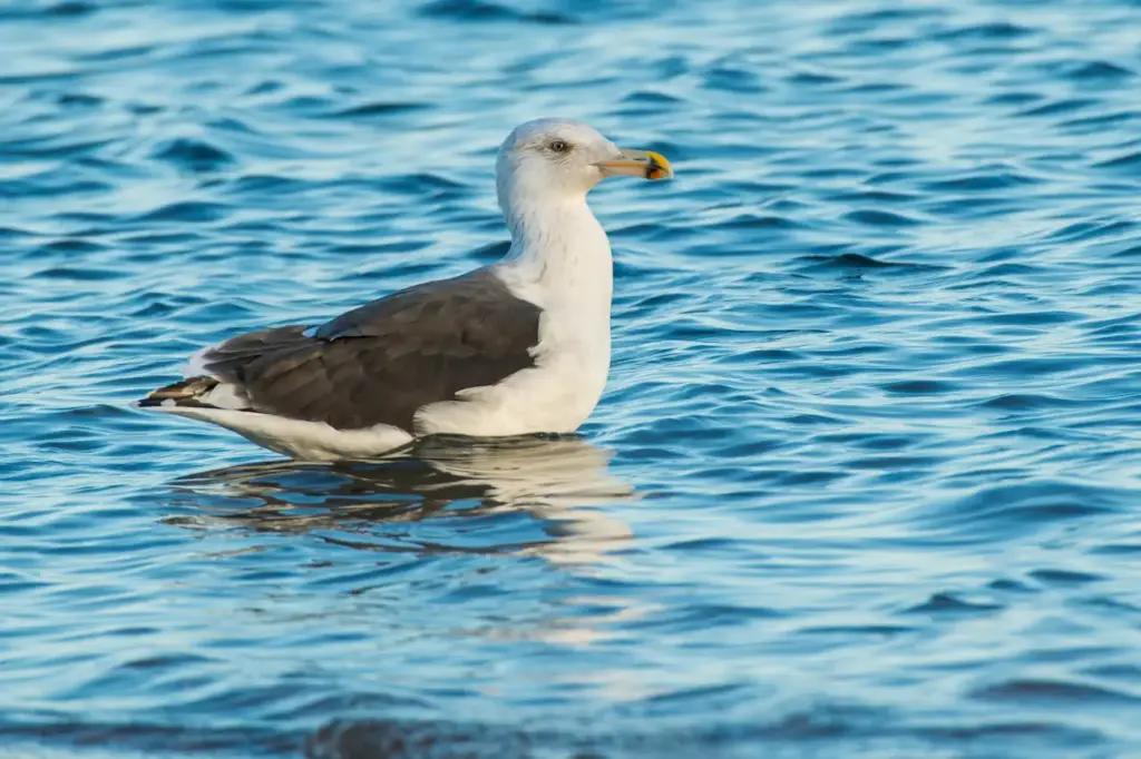 Great Black-backed Gulls on the Water