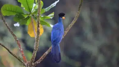 Great Blue Turacos