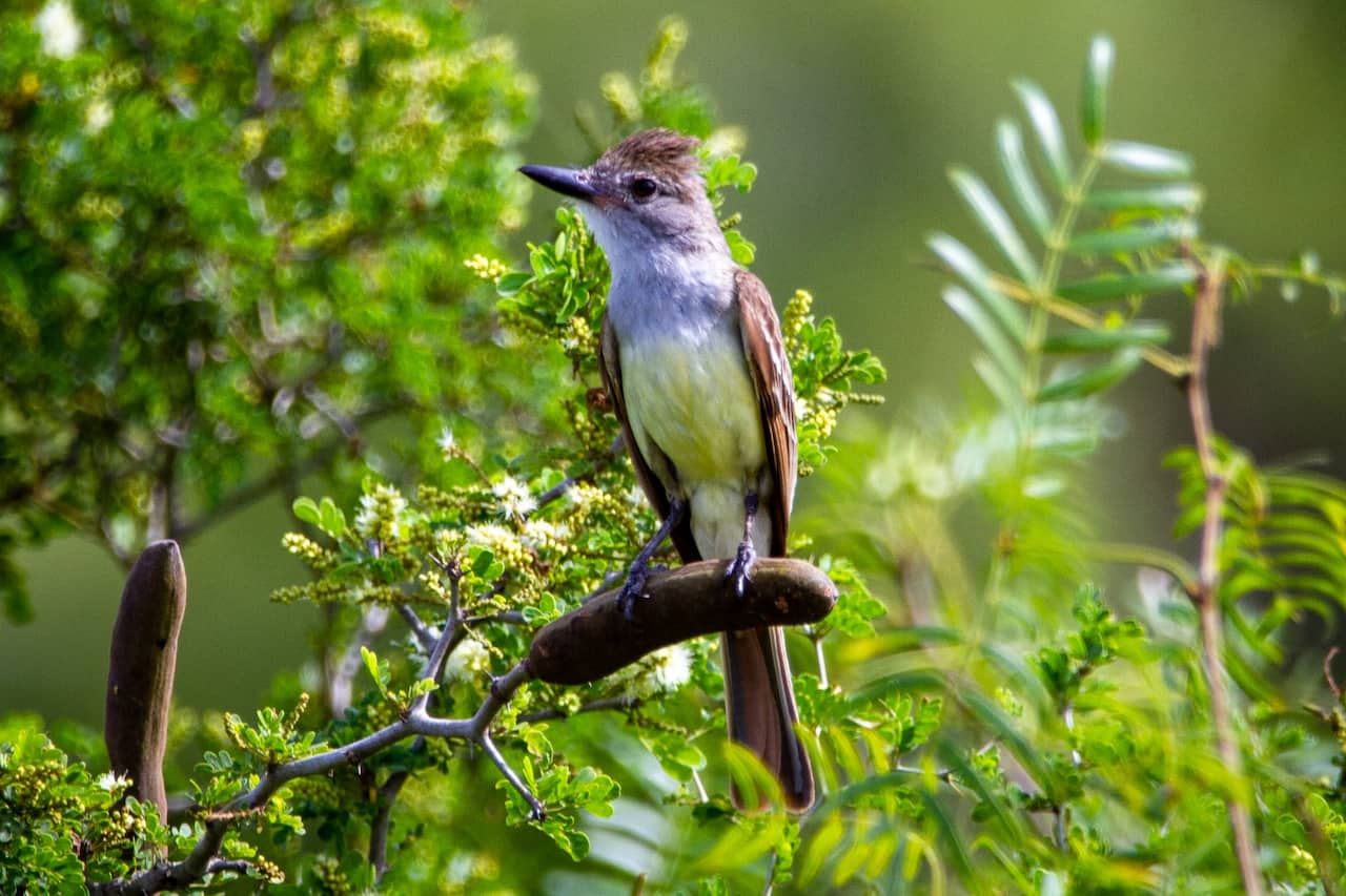 A great crested flycatcher rests in a tree.