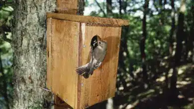 Great Crested Flycatcher Nest Box