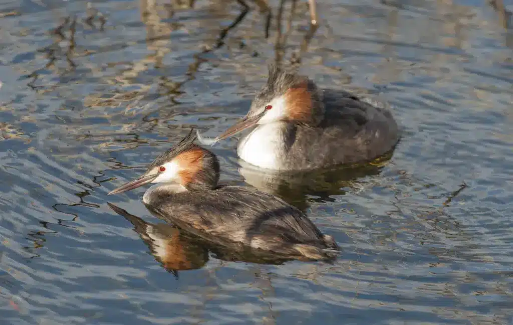 Great Crested Grebes on a Water 