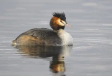 Great Crested Grebes