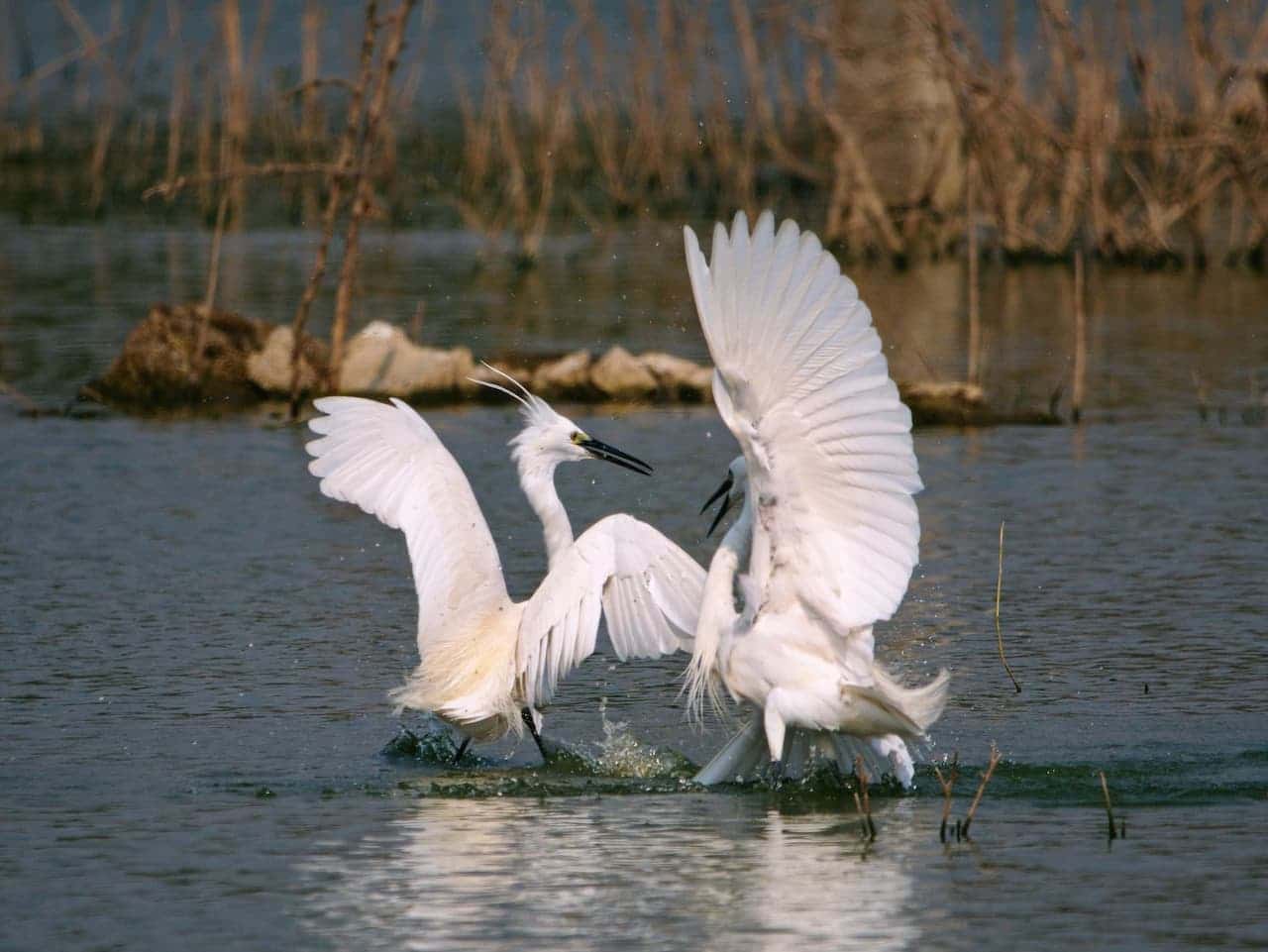 The Two Egrets Fighting Each Other