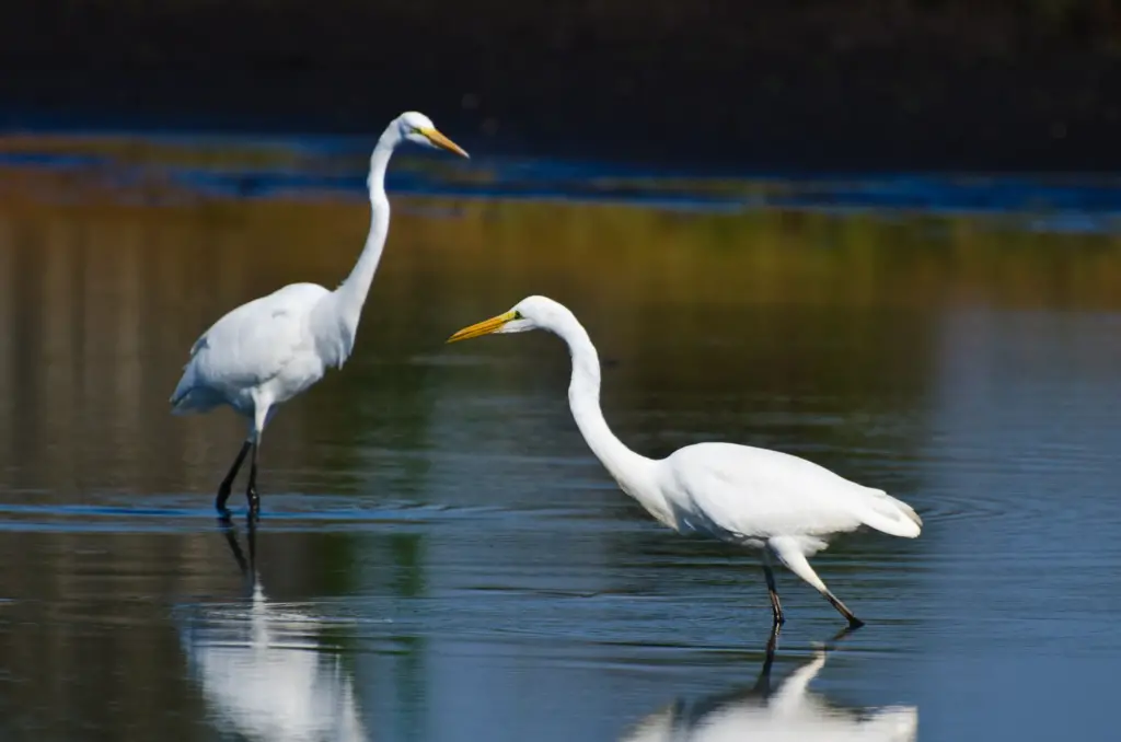 Great Egrets Hunting for Fish 