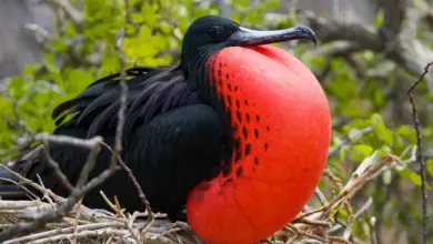 The Great Frigatebirds Resting Its Nest