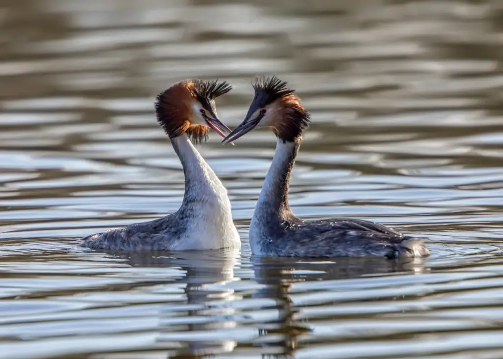 Two Great Grebes in The Water