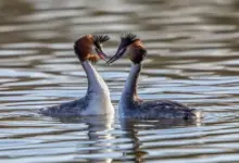 Two Great Grebes in The Water