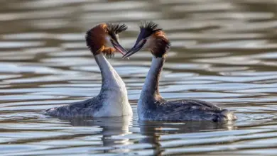 Two Great Grebes in The Water