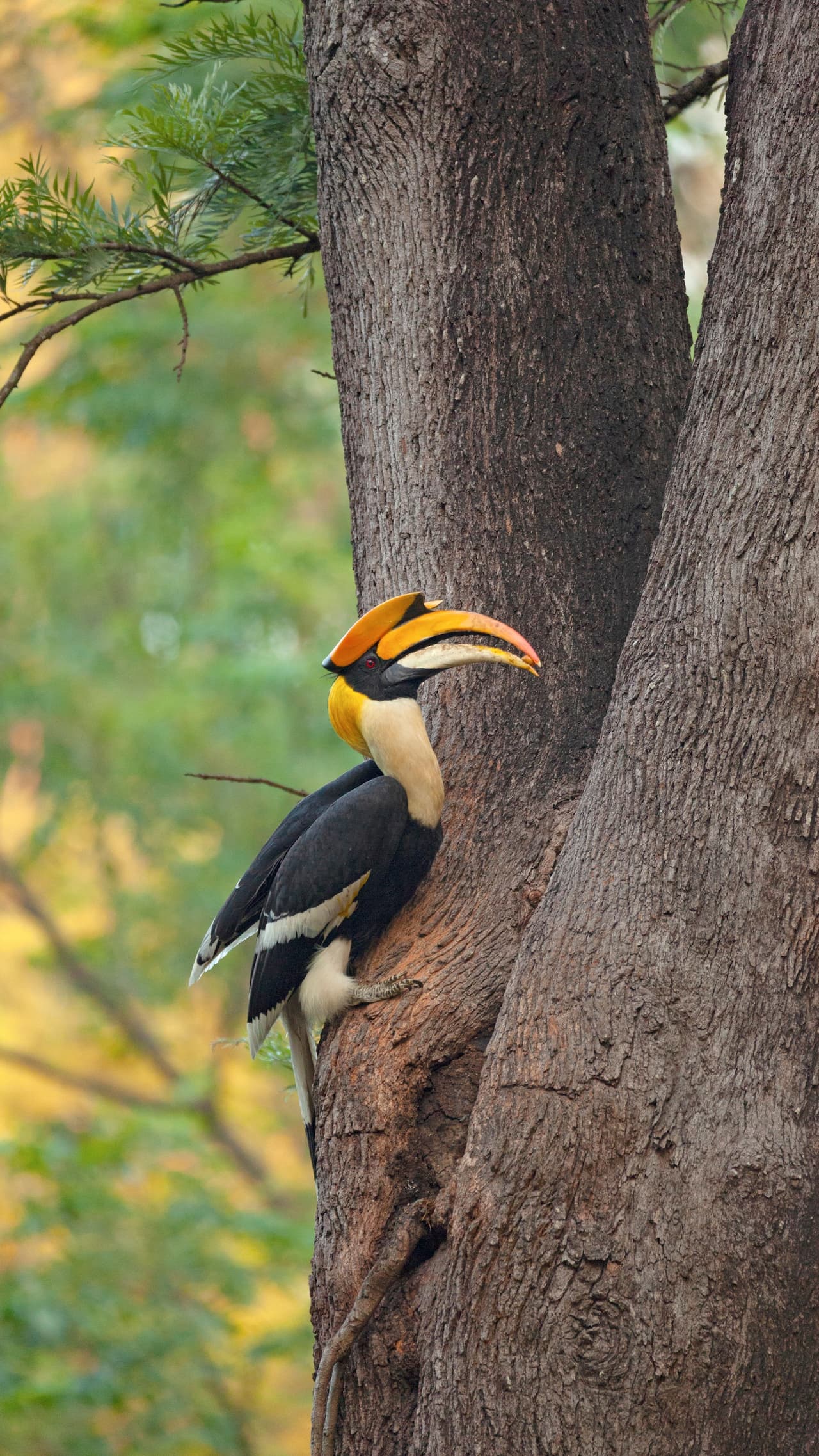 The Great Hornbill Climbing In The Nearest Branch Of A Tree