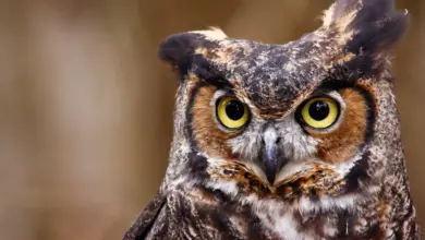 Great Horned Owls Close Up Image