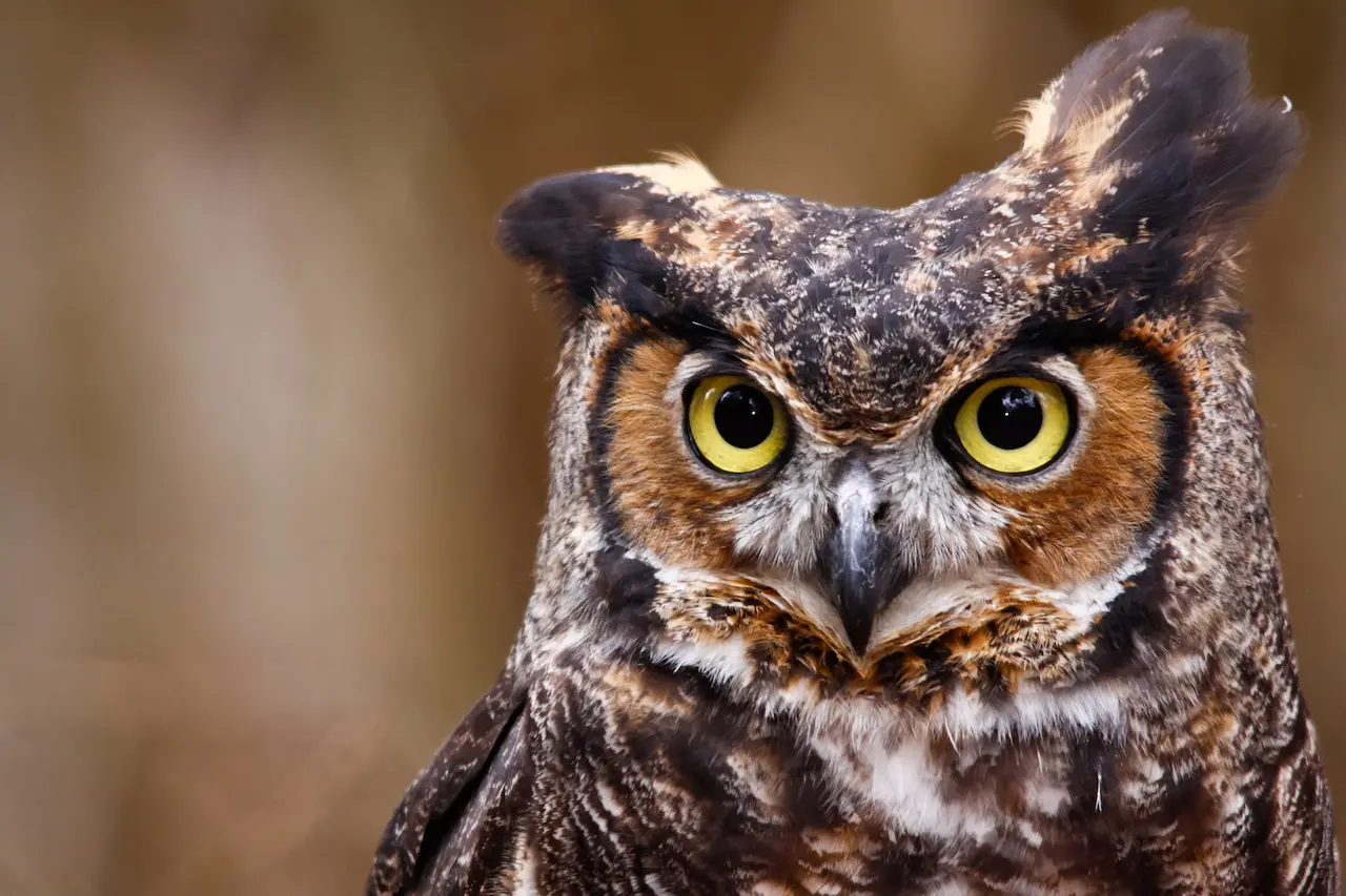 Great Horned Owls (Bubo virginianus) Information | Earth Life