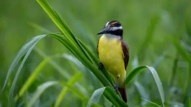 The Great Kiskadee Is Perched In A Tall Grass