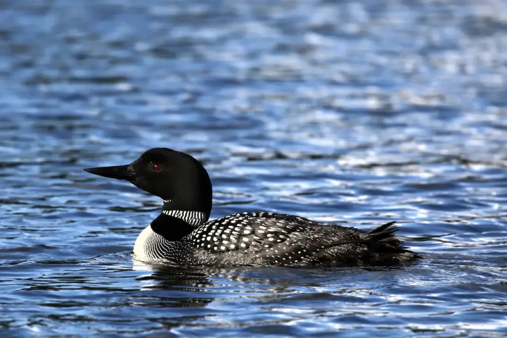 Great Northern Divers on the Water 