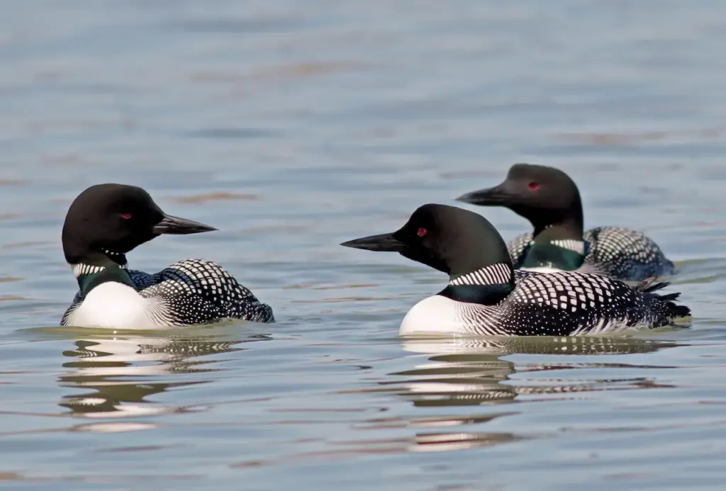 Great Northern Divers or Common Loon Floating on the Water