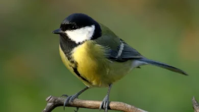 Great Tits on a Tree Branch