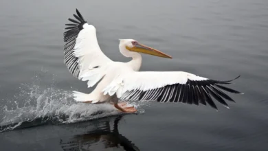 Great White Pelicans Splashing the Water