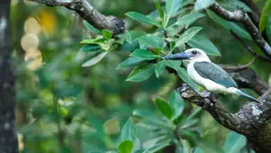Great-billed Kingfishers Perched on Tree