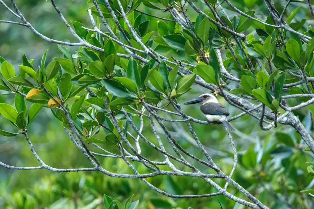 Great-billed Kingfishers on Green Tree