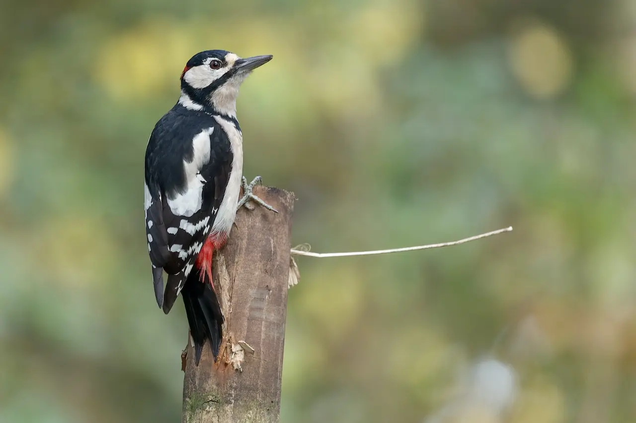 A Great spotted Woodpecker resting on a tree branch alone.