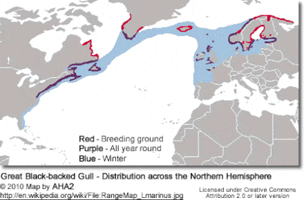 Great Black-backed Gull - Distribution across the Northern Hemisphere