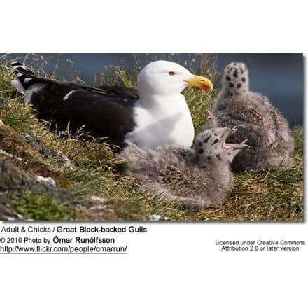 Adult and Chicks / Great Black-backed Gulls
