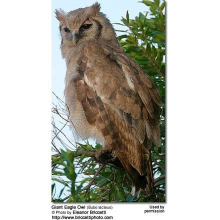 Giant Eagle Owl