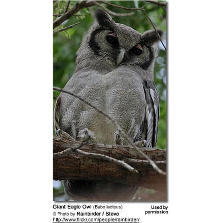 Great Eagle Owl (Bubo lacteus)