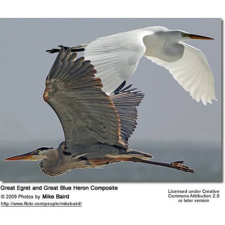 Great Egret and Great Blue Heron Composite